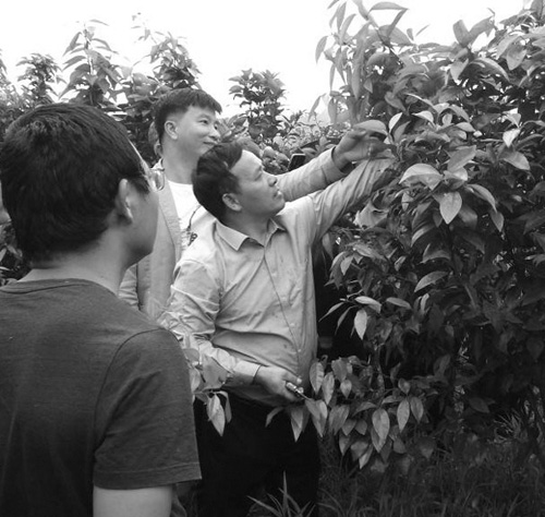 三条 杂草 图.jpg