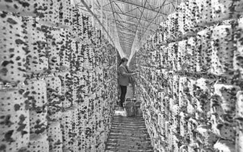 1609291279440429.jpg 微信图片_20201228141307 副本.jpg