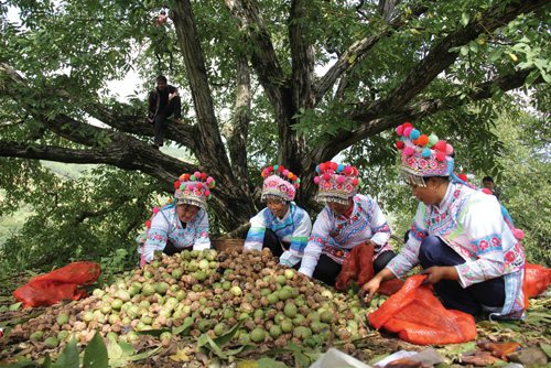 1618971265497365.jpg 头条:百年核桃古树采收现场(王劲松 摄).jpg