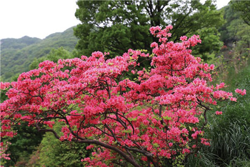 1622426908865099.jpg 4.jpg