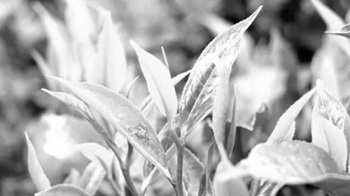 1647311336367845.jpg 云南吉盛祥茶业有限公司).jpg