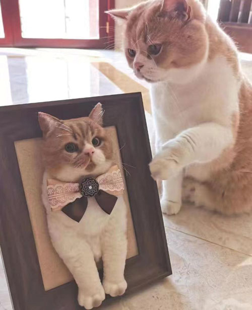 1688439250997479.jpg 4.jpg