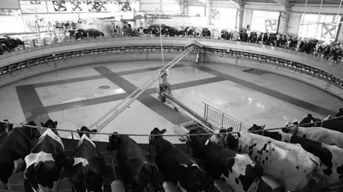 1689562229252612.jpg 33.jpg