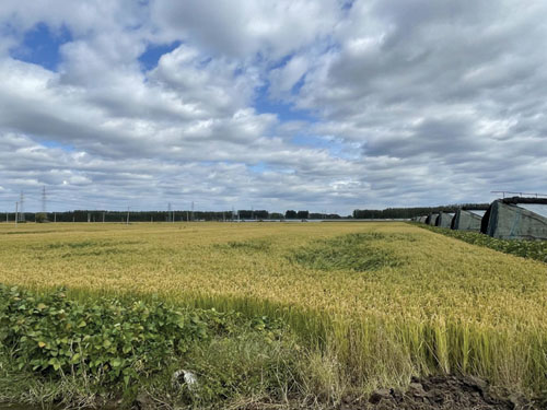 1690533327135393.jpg 8875857.jpg