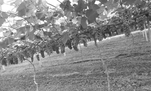 1695697525153058.jpg 61.jpg