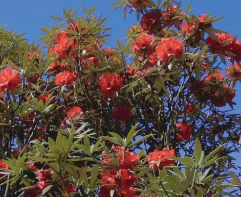 1742956444551884.jpeg 屏幕截图_26-3-2025_94650_.jpeg